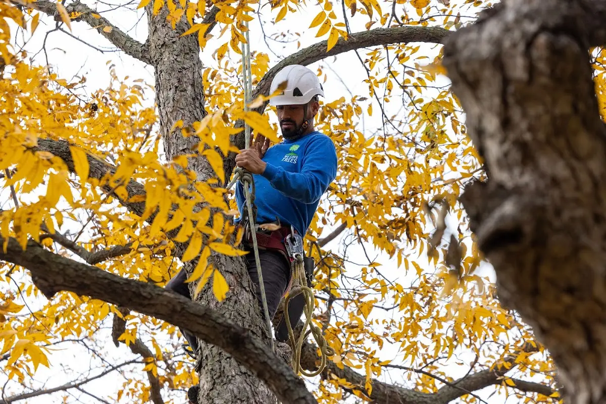 Skilled Tree Planting crew working in Norton